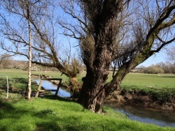 Photo paysage et monuments, Moustier-en-Fagne - nature