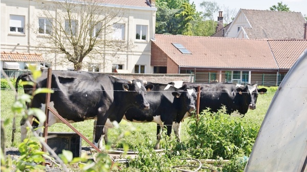 Photo Toufflers - les vaches