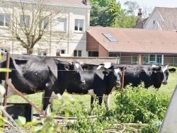 Photo paysage et monuments, Toufflers - les vaches