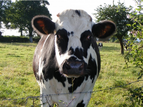 Photo Athis-de-l'Orne - vache Normande