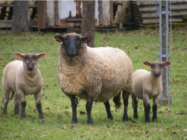 Photo Ségrie-Fontaine - moutons dans la prairie