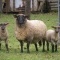 moutons dans la prairie