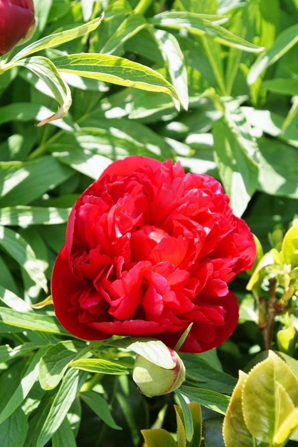 Photo Airon-Notre-Dame - la fleur