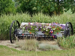 Photo paysage et monuments, Audruicq - fleur