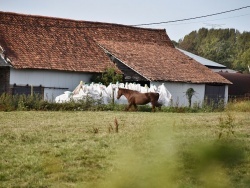 Photo paysage et monuments, Avondance - cheval