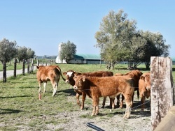 Photo paysage et monuments, Balinghem - les Vaches