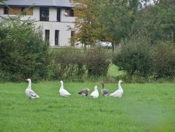 Photo paysage et monuments, Belle-et-Houllefort - les Oies