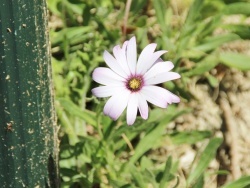 Photo paysage et monuments, Bimont - fleurs