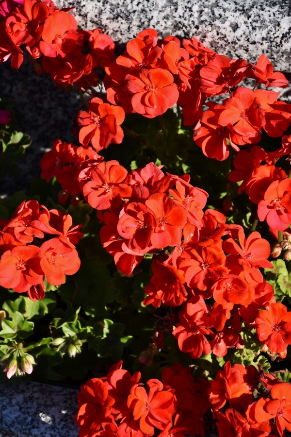 Photo Bouquehault - les fleurs