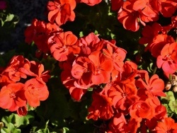 Photo paysage et monuments, Bouquehault - les fleurs