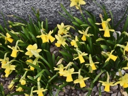 Photo paysage et monuments, Bourecq - les fleurs