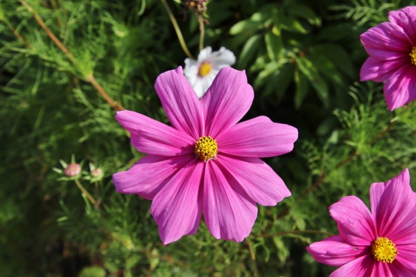 Photo Grigny - la fleur