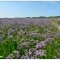 Photo Groffliers - Lilas de mer