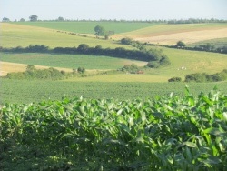 Photo paysage et monuments, Hermelinghen - Des champs à perte de vue...