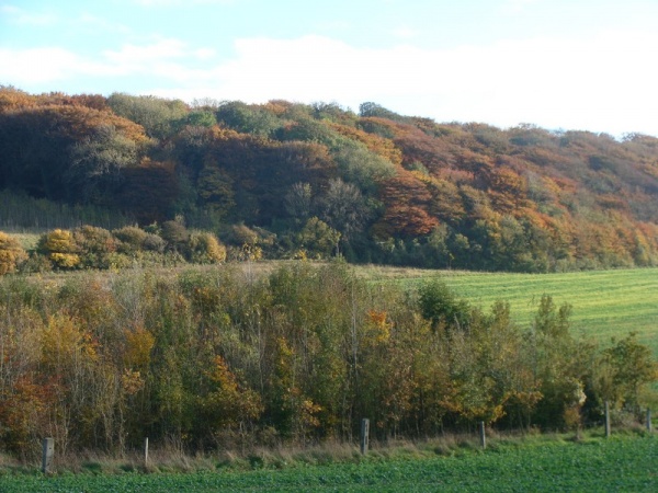 Photo Hermelinghen - Jolies couleurs automnales sur la forêt...