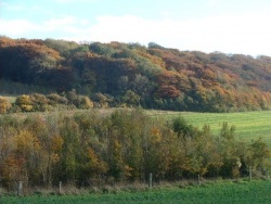 Photo paysage et monuments, Hermelinghen - Jolies couleurs automnales sur la forêt...