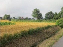 Photo paysage et monuments, Hermelinghen - Les champs cultivés ...La beauté des couleurs...