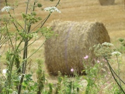Photo faune et flore, Hermelinghen - Fin de l' été dans les champs qui entourent le village...