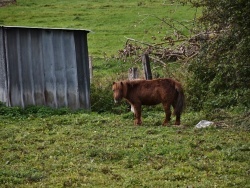 Photo paysage et monuments, Hesmond - le Poney