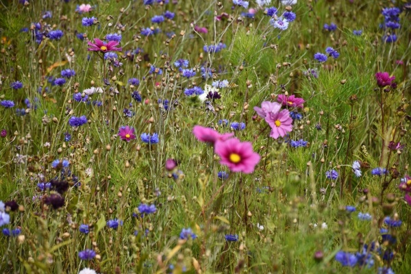 Photo Inghem - les fleurs