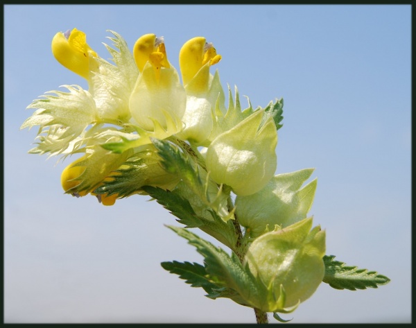 Photo Oye-Plage - fleur du platier d oye