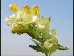 Photo faune et flore, Oye-Plage - fleur du platier d oye