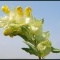 Photo Oye-Plage - fleur du platier d oye