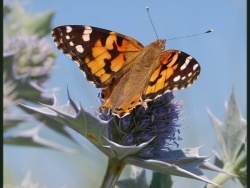 Photo faune et flore, Oye-Plage - papillon  du platier