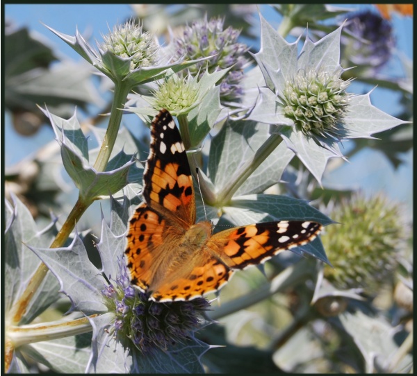 Photo Oye-Plage - papillon  du platier