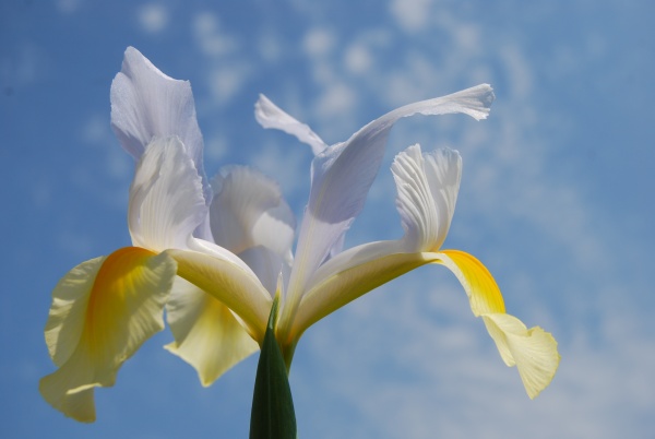 Photo Oye-Plage - fleur