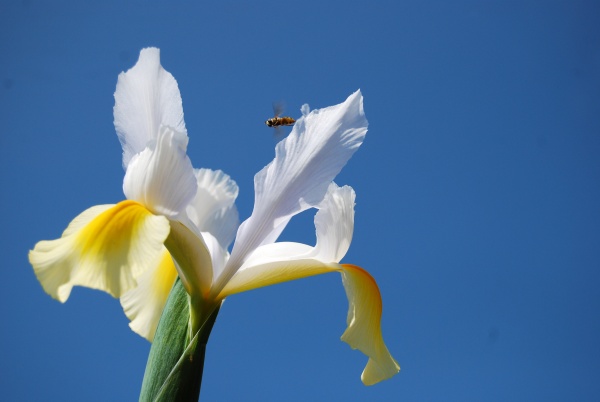 Photo Oye-Plage - fleur