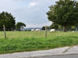 Photo paysage et monuments, Le Parcq - les vaches