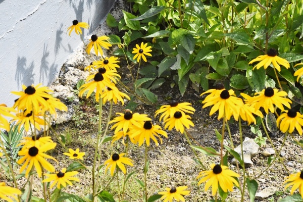 Photo Planques - les fleurs