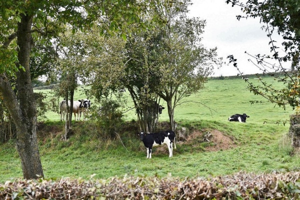 Photo Saint-Denoeux - La Campagne