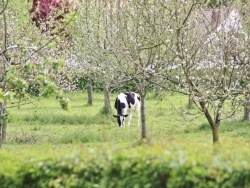 Photo paysage et monuments, Wismes - les vaches