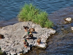 Photo faune et flore, Coudes - L'Allier