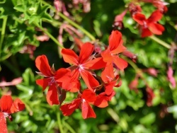 Photo faune et flore, Montpensier - Le Village