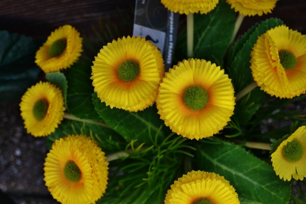 Photo Puy-Guillaume - Fleurs