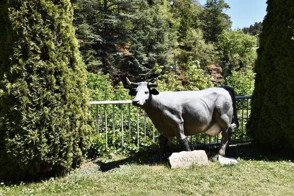 Photo Saillant - la Vache