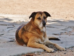 Photo faune et flore, Thuret - Le Village