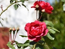 Photo paysage et monuments, Bassussarry - les Fleurs