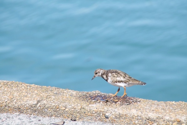 Photo Ciboure - oiseau