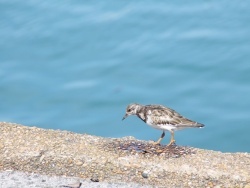 Photo paysage et monuments, Ciboure - oiseau