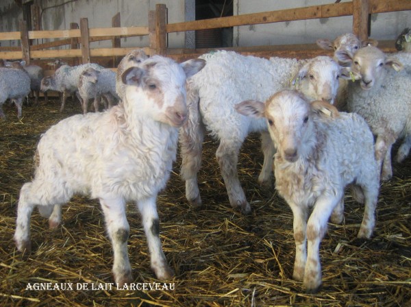 Photo Larceveau-Arros-Cibits - agneaux à la bergerie