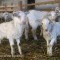 Photo Larceveau-Arros-Cibits - agneaux à la bergerie