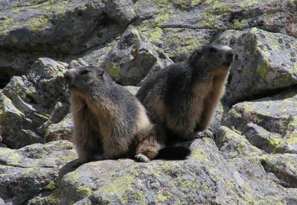 Photo Laruns - Marmottes