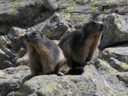 Photo faune et flore, Laruns - Marmottes