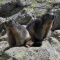 Photo Laruns - Marmottes