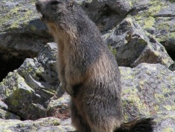 Photo faune et flore, Laruns - Marmotte