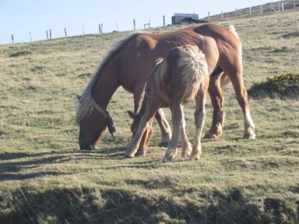 Photo Saint-Jean-Pied-de-Port - ukulu chevaux